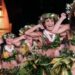 Les dates du Heiva 2026 à Tahiti sont sur Tahiti Pratique